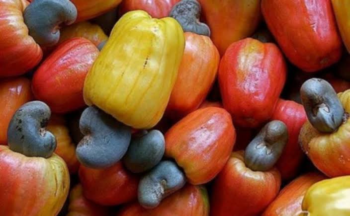 Récolte de noix de cajou et pommes d’anacarde