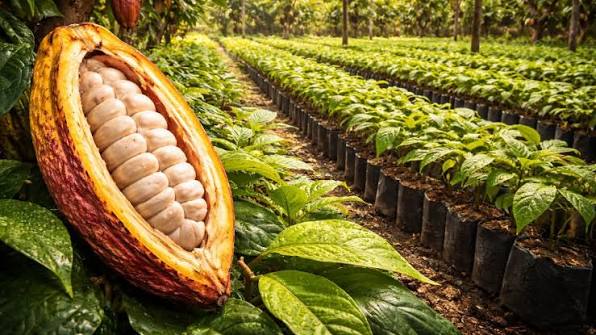 Cabosse de cacao et pépinière agricole