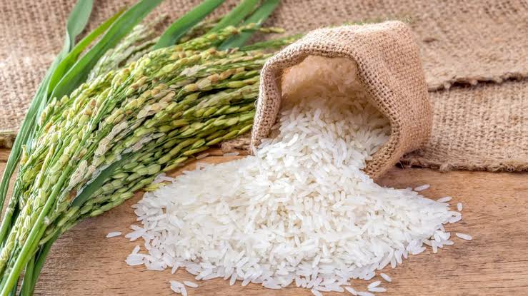 Épis et grains de riz
